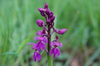 Orchis mascula