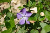 Vinca major