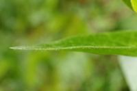 Vinca major