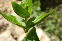Vinca major