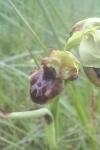 Ophrys aranifera