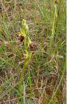Ophrys aranifera