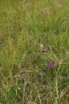 Pulsatilla vulgaris