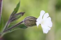 Silene latifolia
