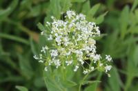 Lepidium draba