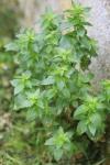 Mercurialis annua