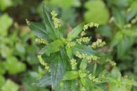 Mercurialis annua