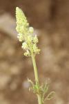 Reseda lutea