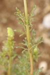 Reseda lutea