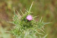 Carduus tenuiflorus