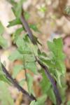 Sisymbrium officinale