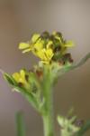 Sisymbrium officinale