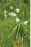Narcissus poeticus