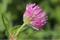Trifolium pratense