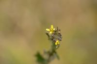 Sisymbrium officinale