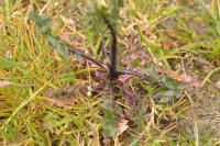Sisymbrium officinale
