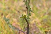 Sisymbrium officinale
