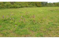 Orchis purpurea