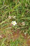 Helianthemum apenninum