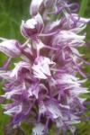 Orchis simia