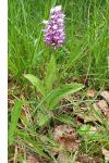 Orchis simia
