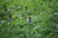 Orchis purpurea