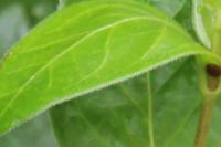 Vinca major