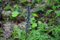 Ajuga reptans