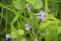Glechoma hederacea