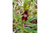 Ophrys insectifera