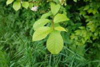 Prunus padus
