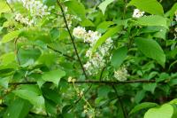 Prunus padus