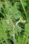 Chaerophyllum temulum