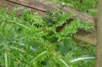 Sonchus asper
