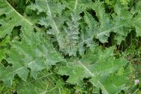 Onopordum acanthium