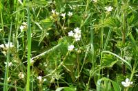Saxifraga granulata