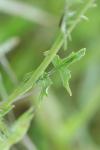 Sisymbrium officinale