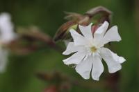 Silene latifolia