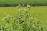 Silybum marianum