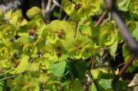 Euphorbia amygdaloides