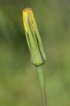Tragopogon pratensis