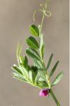 Vicia sativa