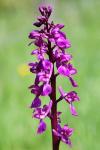 Orchis mascula
