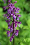 Orchis mascula