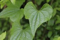 Dioscorea communis