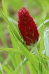 Trifolium incarnatum