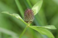 Trifolium pratense