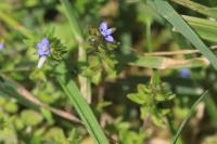 Veronica arvensis