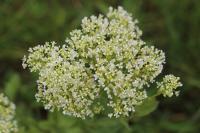 Lepidium draba