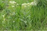 Lepidium draba